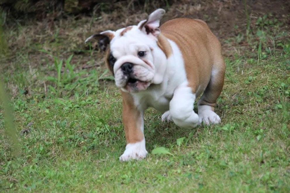 Cachorro de perro de la raza boxer disfrutando en el jardín de nuestras instalaciones
