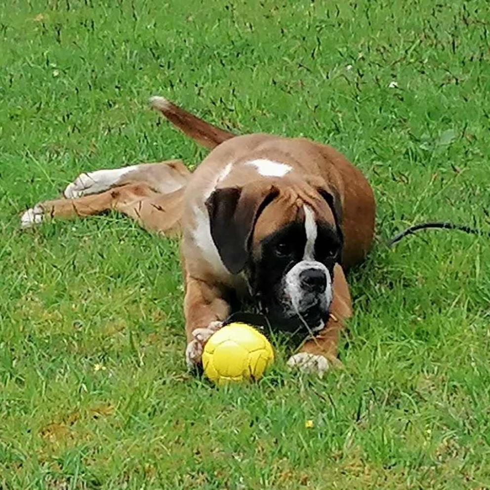 Mucho Mas que un Hotel Canino : Club Social de Tu mejor Amigo