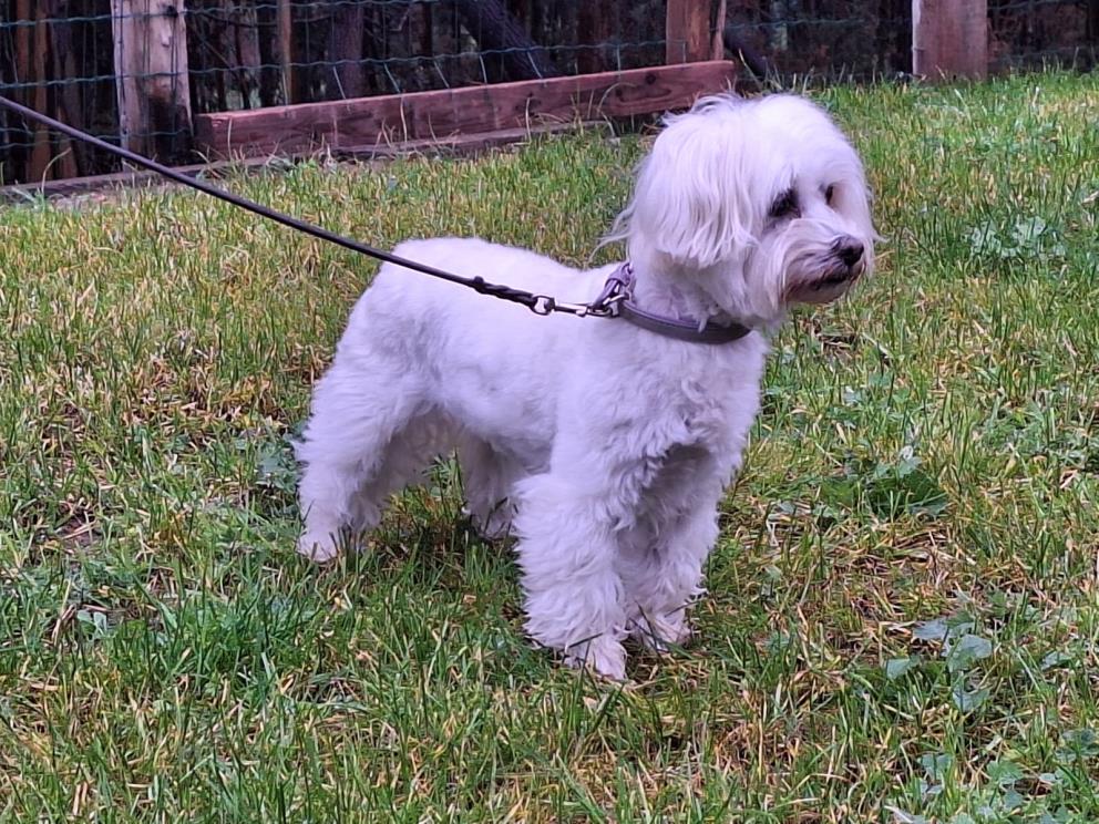 Mucho Mas que un Hotel Canino : Club Social de Tu mejor Amigo