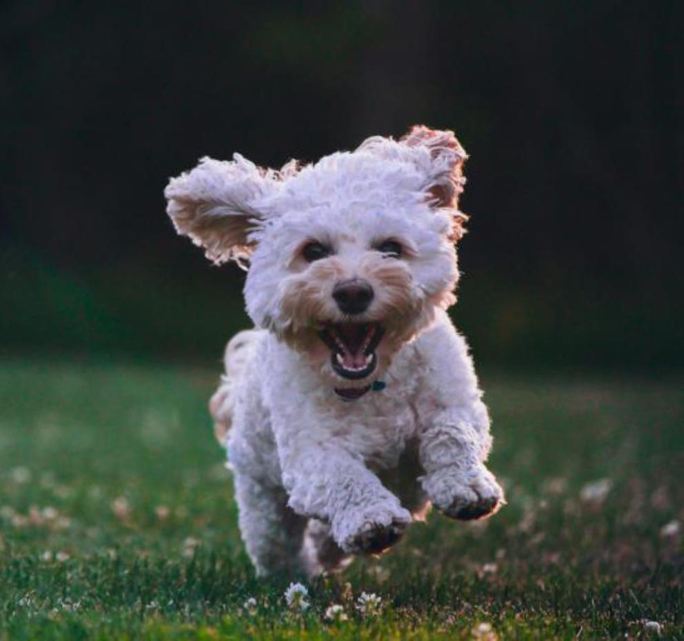 Perro corriendo feliz y en libertad por un prado verde en el Hotel Canino Villa Astur, Asturias.