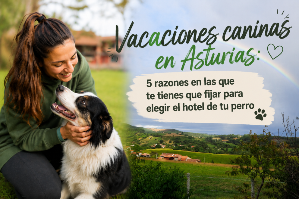 Perro corriendo feliz y en libertad por un prado verde en el Hotel Canino Villa Astur, Asturias.