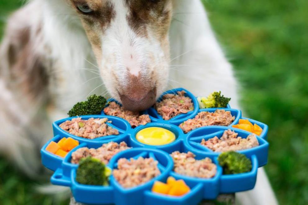 Perro alimentándose con dieta BARF de alimentación premium —carne cruda, huesos carnosos, vísceras y vegetales— en el Hotel Canino Villa Astur.