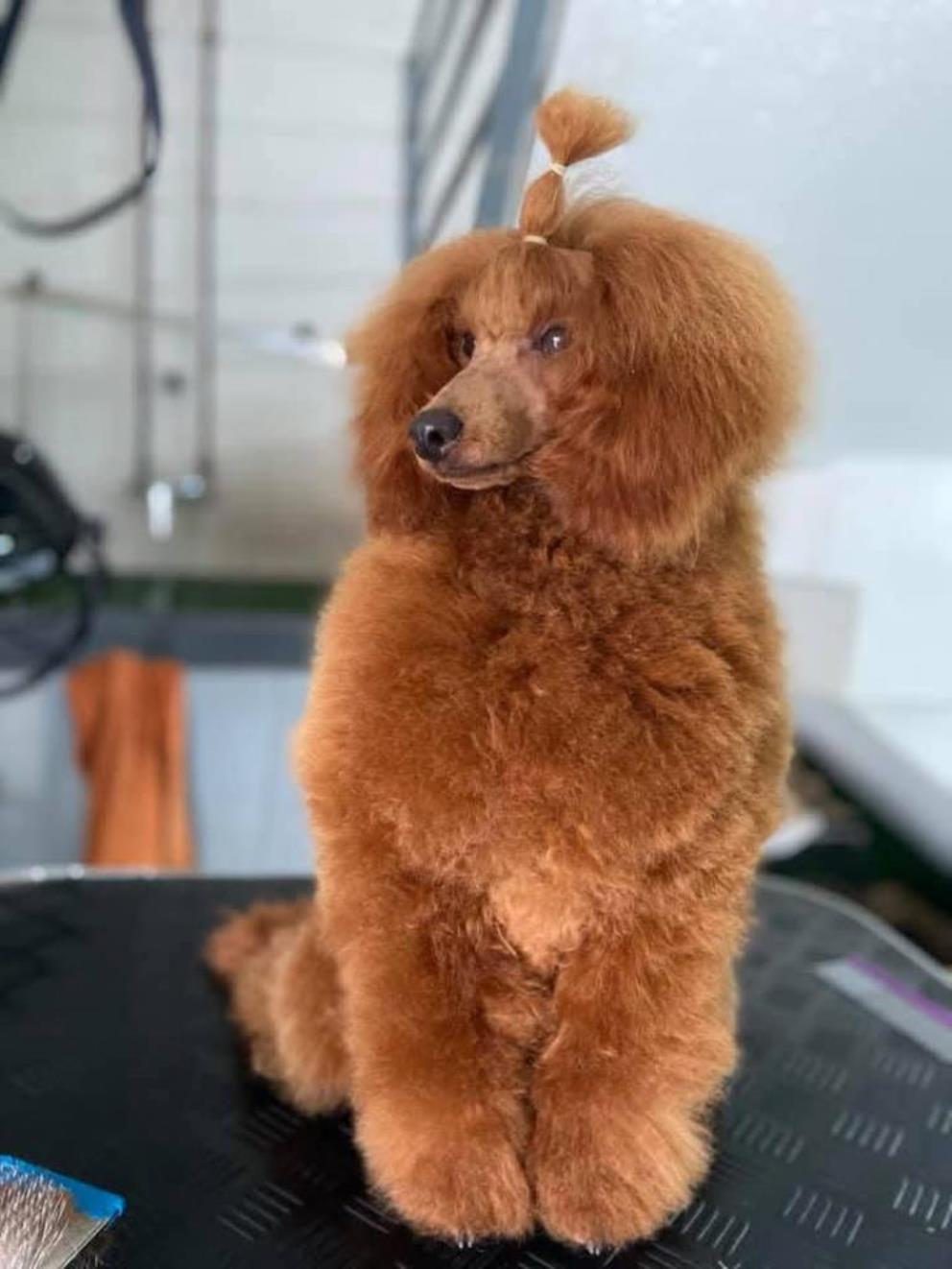 Caniche recién peinado tras un servicio profesional de peluquería canina en el Hotel Canino Villa Astur.