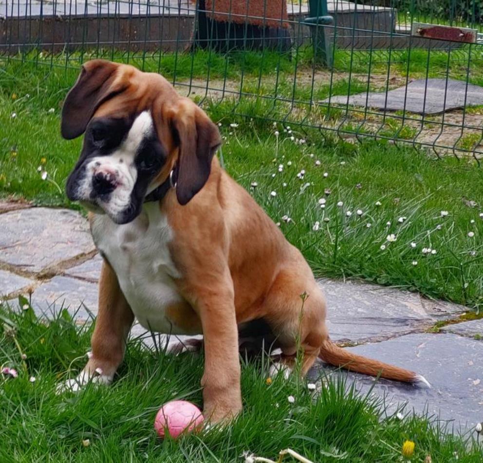 Cachorro de raza bóxer jugando con una pelota en la zona de recreo del Hotel Canino Villa Astur en Romadorio, Pillarno (Castrillón, Asturias).
