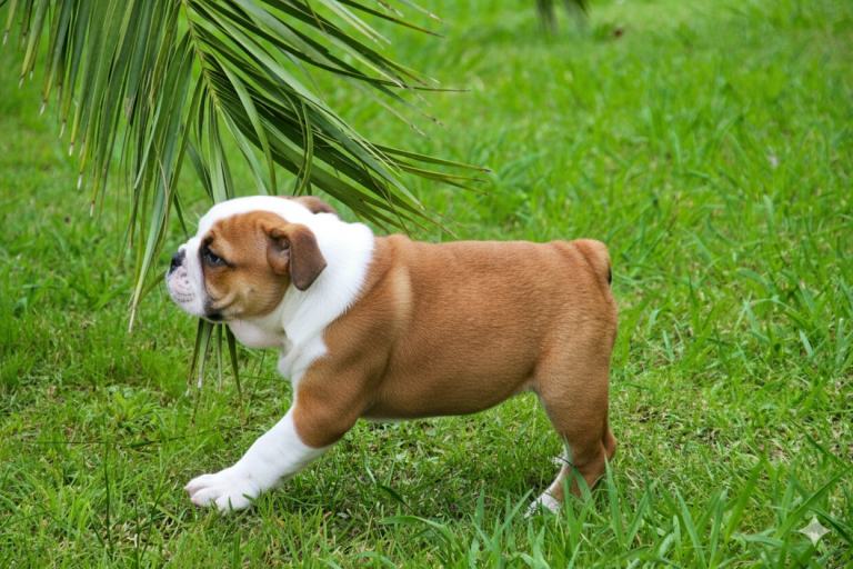 Cachorro de perro de la raza boxer jugando en las instalaciones al aire libre de Hotel Canino Villa Astur