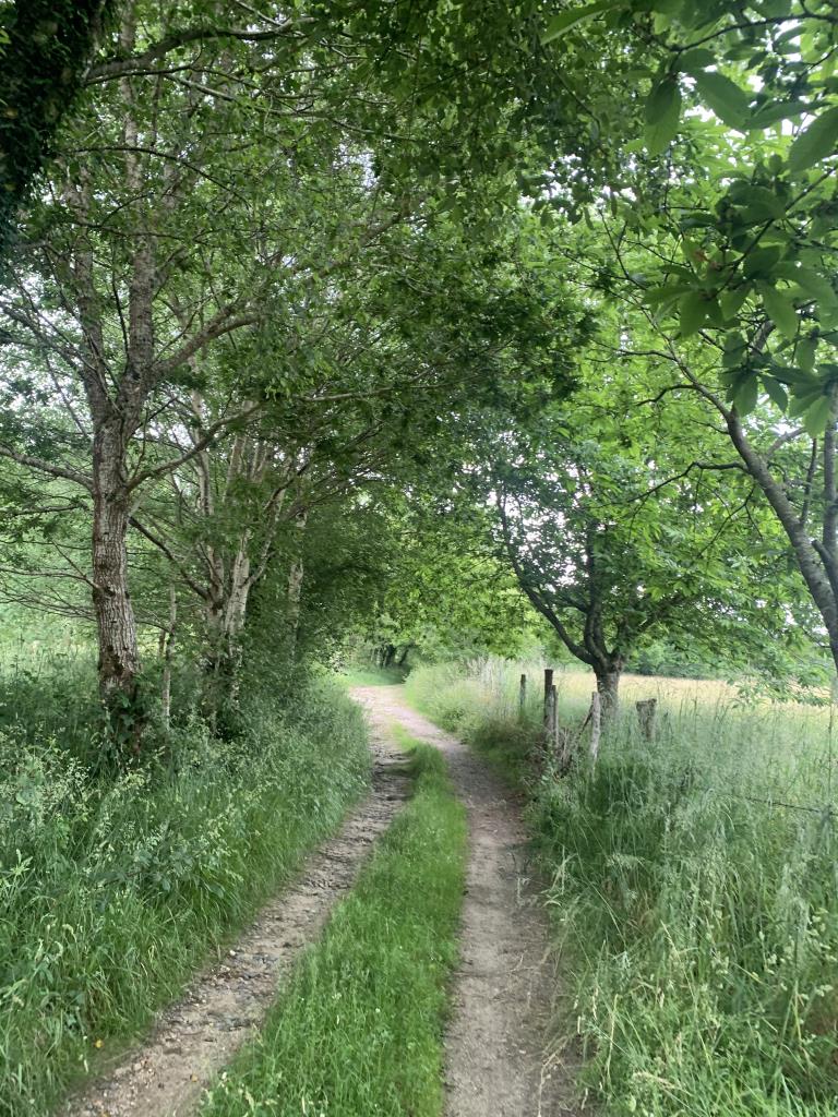 Ruta por Asturias con árboles autóctonos