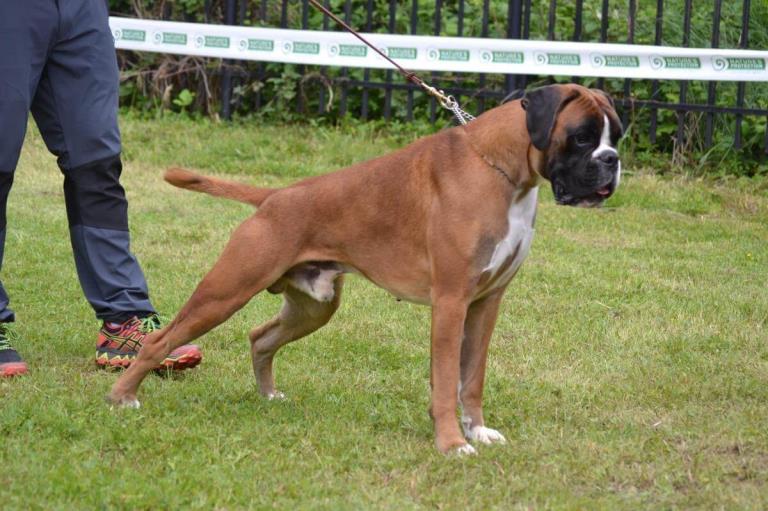 Un ejemplar de Boxers de Villa Astur