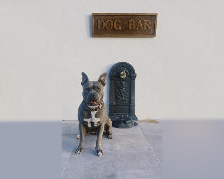 Alimentación saludable para tu perro