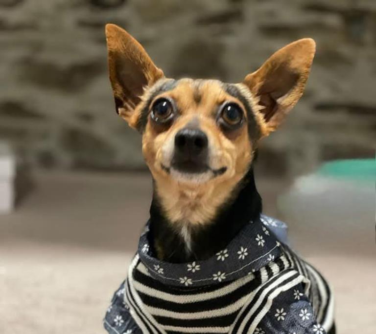 Supervisión veterinaria constante