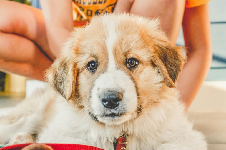 Atención personalizada para cada perro