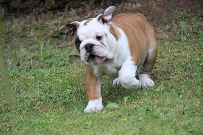 Guardería de día para perros en Asturias
