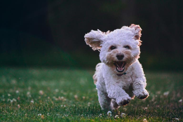 Guardería de día para perros: solución a la ansiedad por separación