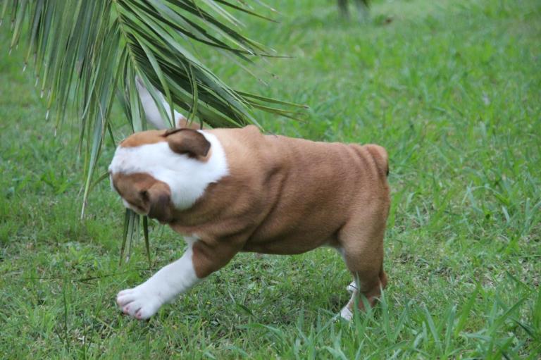 Tranquilidad para ti, seguridad para tu perro