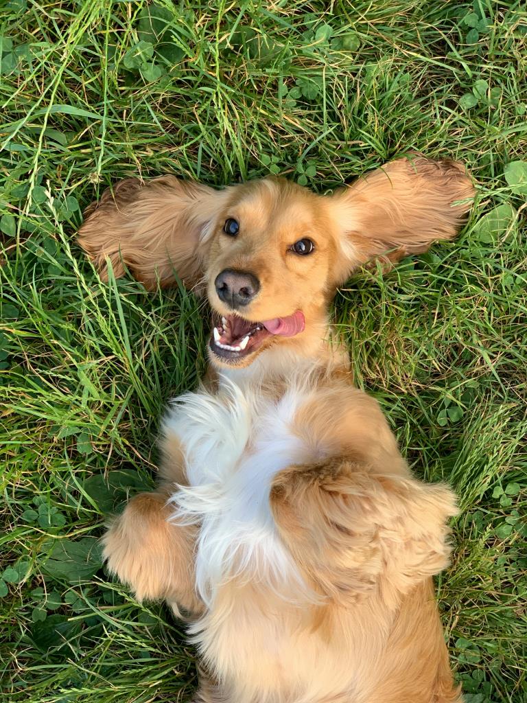 Acceso solo para perros sanos y correctamente identificados