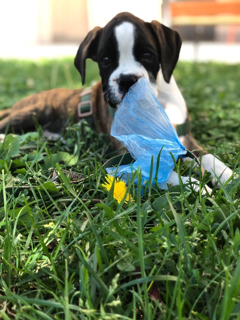 ¿Por qué elegir Hotel Canino Villa Astur para tu perro?